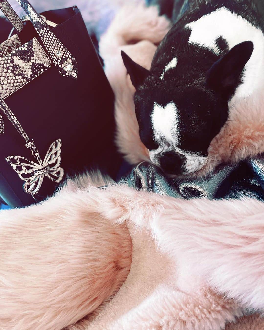SOPHIA WEBSTERさんのインスタグラム写真 - (SOPHIA WEBSTERInstagram)「#OutfitOfTheDay 💖 ft. a photobombing husband @bobbystockley & @riorococo caught snoozing on my faux fur 🐶💤⁣⁣ S x ⁣⁣ 🥾- Ziggy' biker boot  👛- mini 'Hola' tote ⁣ #SophiaWebster #SophiaInSophias #SophiaWebsterBags」10月16日 4時32分 - sophiawebster