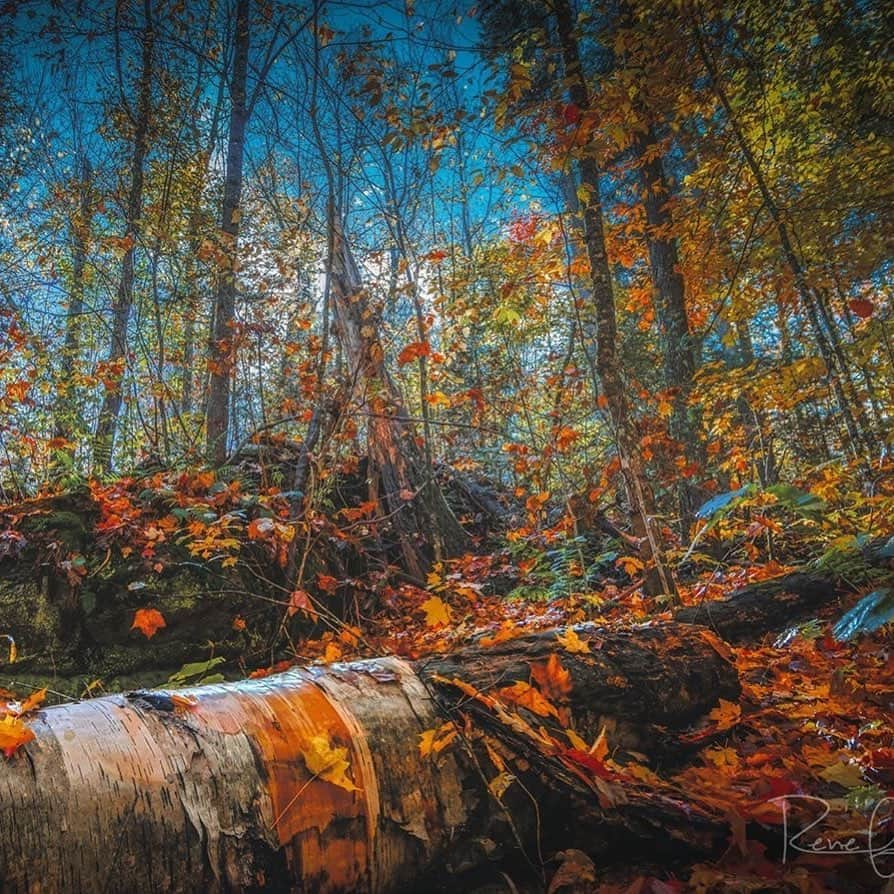 Ricoh Imagingさんのインスタグラム写真 - (Ricoh ImagingInstagram)「Posted @withregram • @renefisher_photography Gorgeous Algonquin PP, Bat Lake trail in Fall. :) ⁠ Taken with Pentax K3-II w/ 16-85mm F3.5-5.6 lens⁠ .⁠ .⁠ .⁠  #ig_landscape  #richohimaging #natgeoyourshot #epic_captures #splendid_earth #earth_portraits #beautyofnature  #nakedplanet #roamtheplanet #fantastic_earth  #agameoftones #marvelous_shots #worldplaces #beautifuldestinations #natgeotravel⁠ #Canada_PhotoLovers⁠ #discoverON #marvelous_shots #pentaxian #landscape_love #landscapebeauty #justgoshoot #insidecanada #shotzdelight #theIMAGED #sharecanggeo #passionateglobe #shootpentax #ShareYourWeather #algonquin」10月16日 5時02分 - ricohpentax