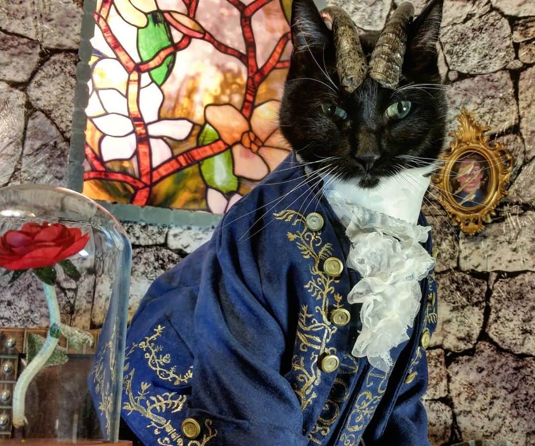 猫コスプレさんのインスタグラム写真 - (猫コスプレInstagram)「Tail as old as time.  #BeautyAndTheBeast  #PetcoSceneContest2020 @petco  . . . . . . . . . #beast #thebeast #catcosplay #cosplay #cosplayer #cat #catcostume #catsinclothes #catsofinstagram #catstagram #petclothes #PetCostume #halloween #halloweenseason #halloweenideas #disney #disneycosplay #disneycostume #thebeastcosplay #beautyandthebeastcosplay」10月16日 5時03分 - cat_cosplay