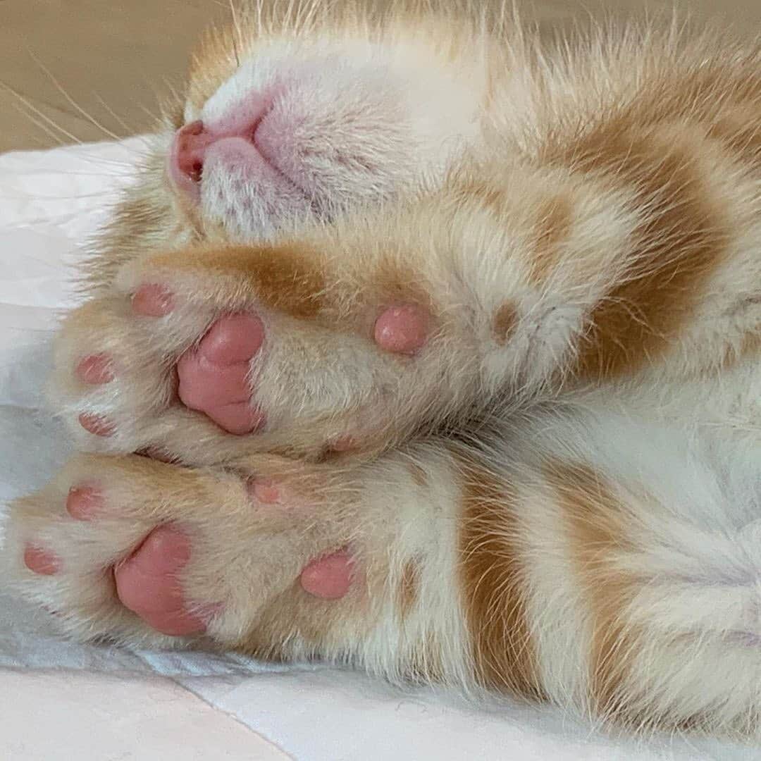Cats of Instagramさんのインスタグラム写真 - (Cats of InstagramInstagram)「From @oo_dongs: “옹시미한테 냥냥펀치 맞는꿈 꾸는듯” #catsofinstagram」10月16日 5時40分 - cats_of_instagram