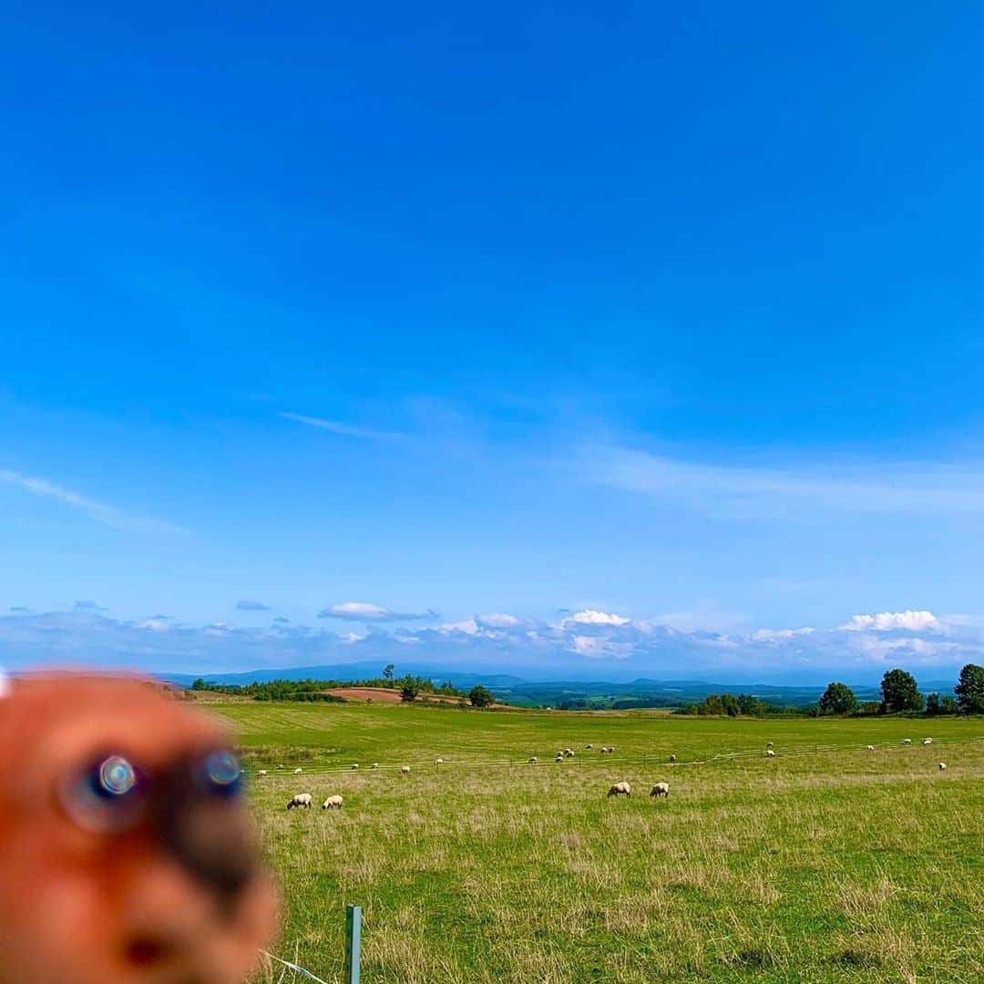 ころのインスタグラム：「#ころツーリスト in #日本 (#北海道 )  . 羊牧場🐏🐑💨 . こう言った牧場が北海道の至る所に😊✨✨ . さらにこの羊は顔が黒いサフォークと言う品種❗️ . 札幌で食べた以下のジンギスカン屋さんが私のこれまでのジンギスカンのイメージをガラッと変えてくれたのですが😳💦💦  全く臭みが無く・・・  言われてもジンギスカンと気付かないレベル😅 そのお店で使ってるのが自社農場で育てたサフォークと言う品種と聞いていたので、通りすがりにサフォークの牧場を見つけたので外から見学させて貰いました😊 . 【お勧めのジンギスカン屋さん】 いただきます。 050-5868-1213 北海道札幌市中央区南5条西5丁目一番地6  https://tabelog.com/hokkaido/A0101/A010103/1036161/ ※平日のピークタイムを避ければ大丈夫ですが、休日などは2〜3時間待ちが当たり前だそうです。 . ころの他の写真を見たい方はこちらから！  @koro.dottokoi .」