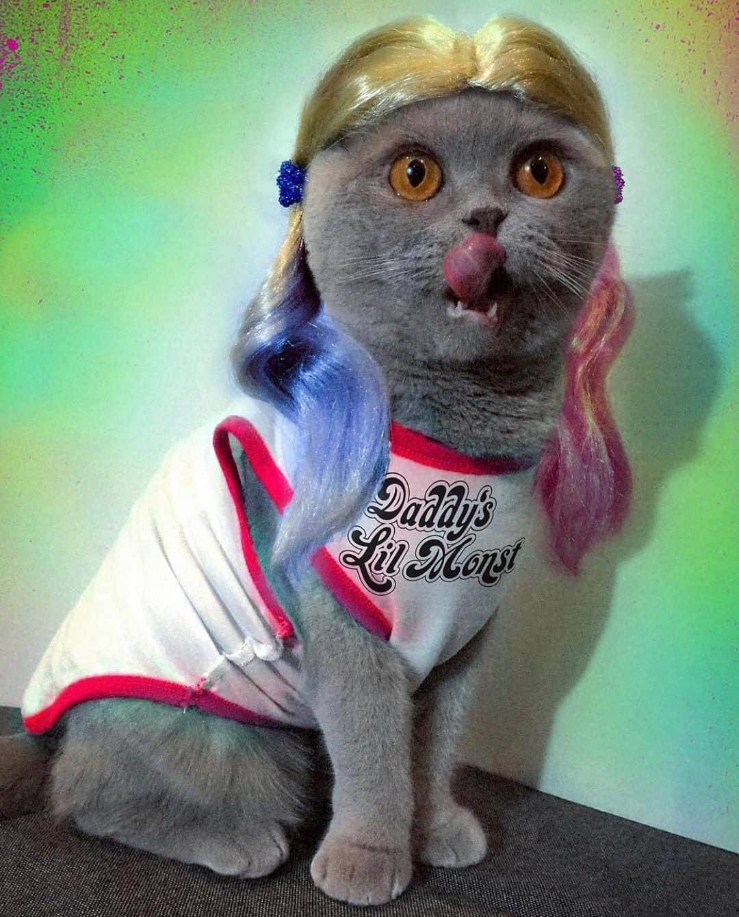 Millaさんのインスタグラム写真 - (MillaInstagram)「Who do we ❤️ more from the @dccomics universe? Good Girl #WonderWoman VS. Good Girl Gone Bad #HarleyQuinn? 🗳 VOTE! #MillaTheCat #Halloween #MillaWeen #tbt」10月16日 6時29分 - millathecat