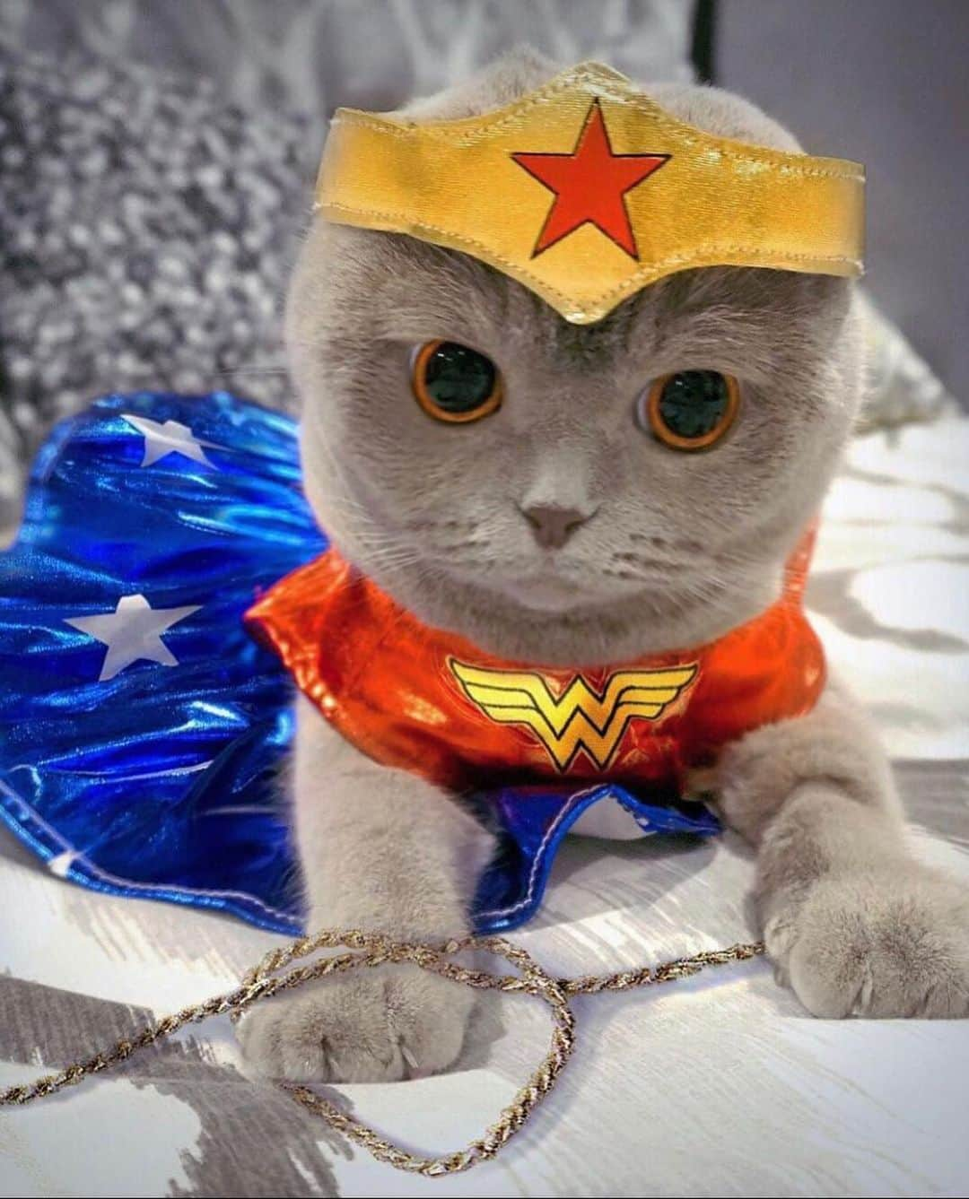 Millaさんのインスタグラム写真 - (MillaInstagram)「Who do we ❤️ more from the @dccomics universe? Good Girl #WonderWoman VS. Good Girl Gone Bad #HarleyQuinn? 🗳 VOTE! #MillaTheCat #Halloween #MillaWeen #tbt」10月16日 6時29分 - millathecat