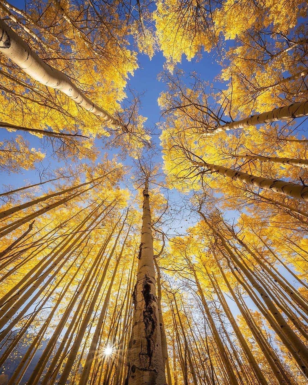 Canon Photographyさんのインスタグラム写真 - (Canon PhotographyInstagram)「Sometimes you just need to look up.  Photography // @whereisweatherby Curated by @steffeneisenacher  #fall #autumn #trees #tree_captures #colorado」10月16日 6時37分 - cpcollectives