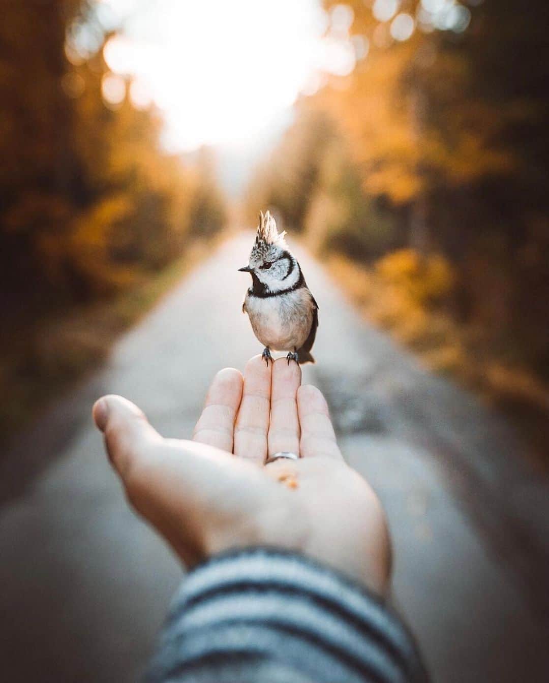 FOLKのインスタグラム：「Another animal feature but I just had to okay. Then keep swiping for all the colors of fall in today’s favorites: 1.) @jonihedinger 2.) @hannahrheaume 3.) @bennybystrom 4.) @muqu_j 5.) @arjsun 6.) @dirtandglass」