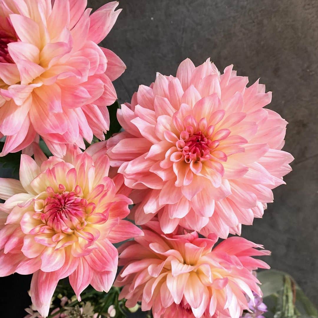 Florist.janeさんのインスタグラム写真 - (Florist.janeInstagram)「오늘도 힘 🙌🏻 #블루밍스완」10月16日 7時40分 - jane.florist