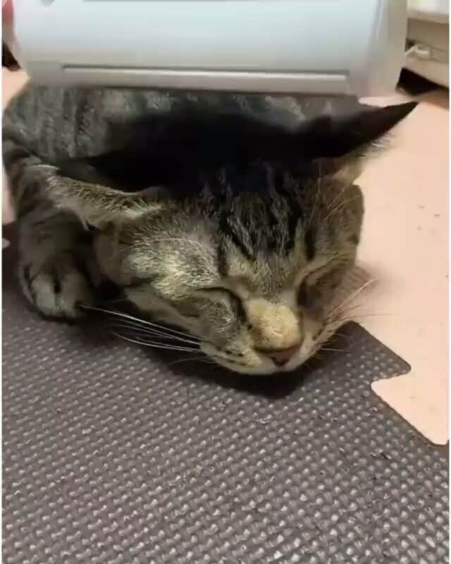 猫壱（ねこいち•ネコイチ）のインスタグラム