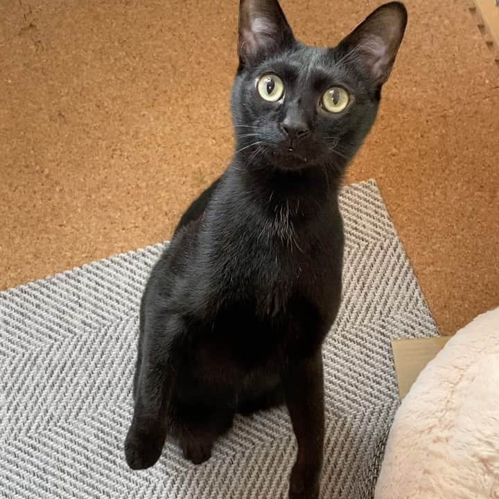のインスタグラム：「Meow meow #cat #kuromitu #meow #catlover #cats_of_instworld #cats_of_day #mako0mako0 #meowing #ねこ　#ねこ動画　#くろみつくん　#かわいい黒猫　#鳴き声　#まこまこ　#猫のいる生活 #猫スタグラム」
