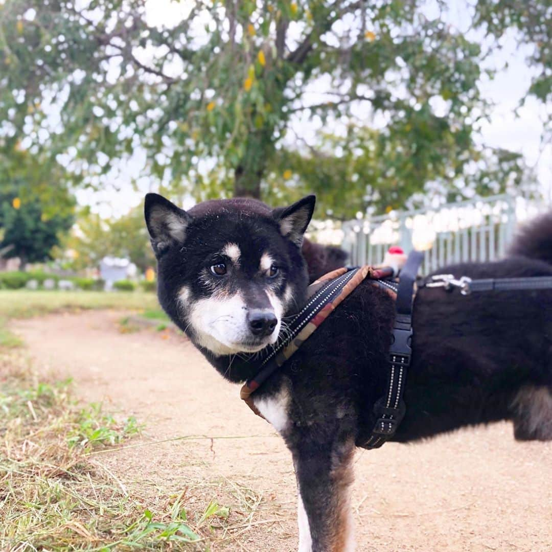 小川博永さんのインスタグラム写真 - (小川博永Instagram)「風が冷たい。  #今朝まる #ししまる #dog #dogs #柴犬 #黒柴」10月16日 8時22分 - ogawahironaga