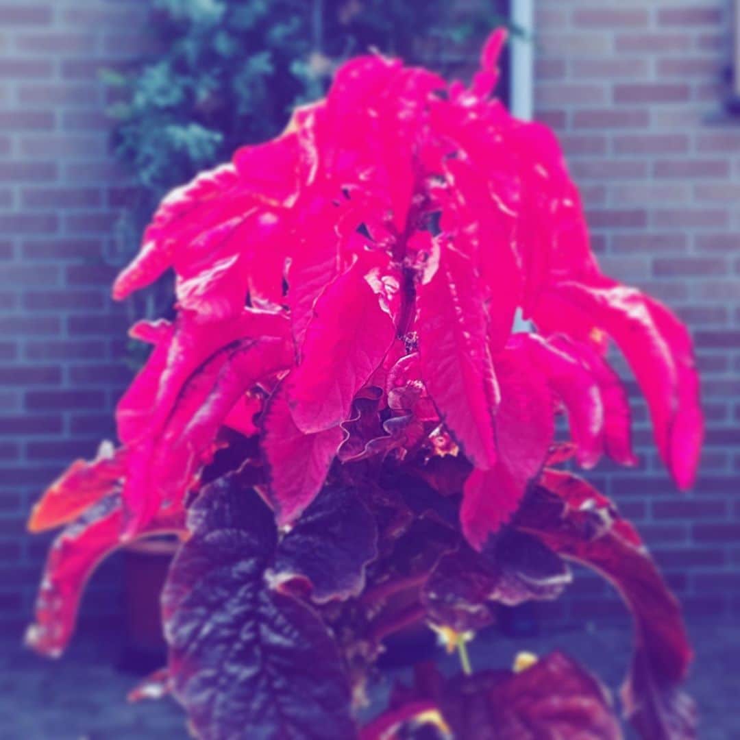 中野敬久さんのインスタグラム写真 - (中野敬久Instagram)「#leaves #red #neighborhood #hope」10月16日 8時23分 - hirohisanakano