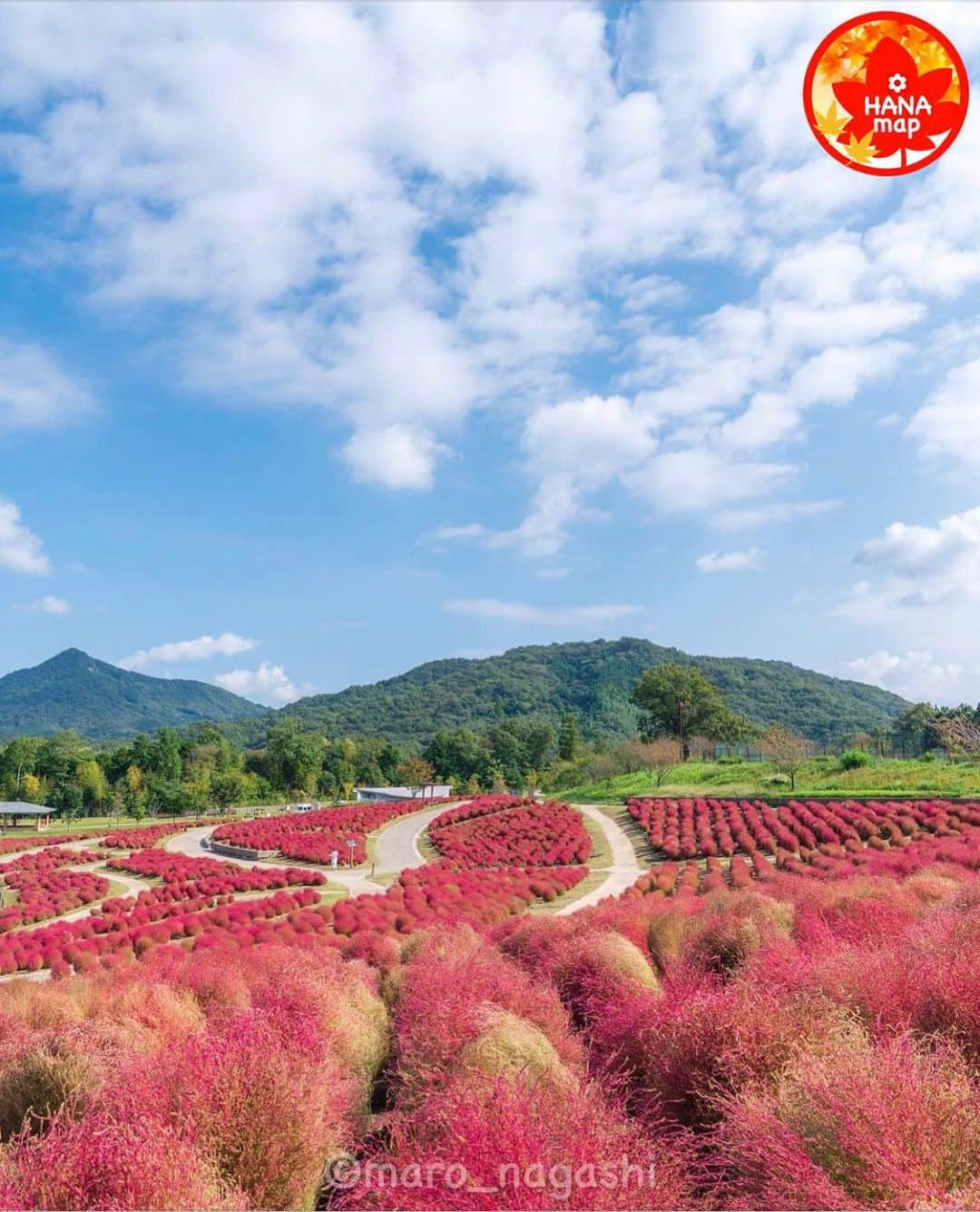 はなまっぷ❁日本の花風景のインスタグラム