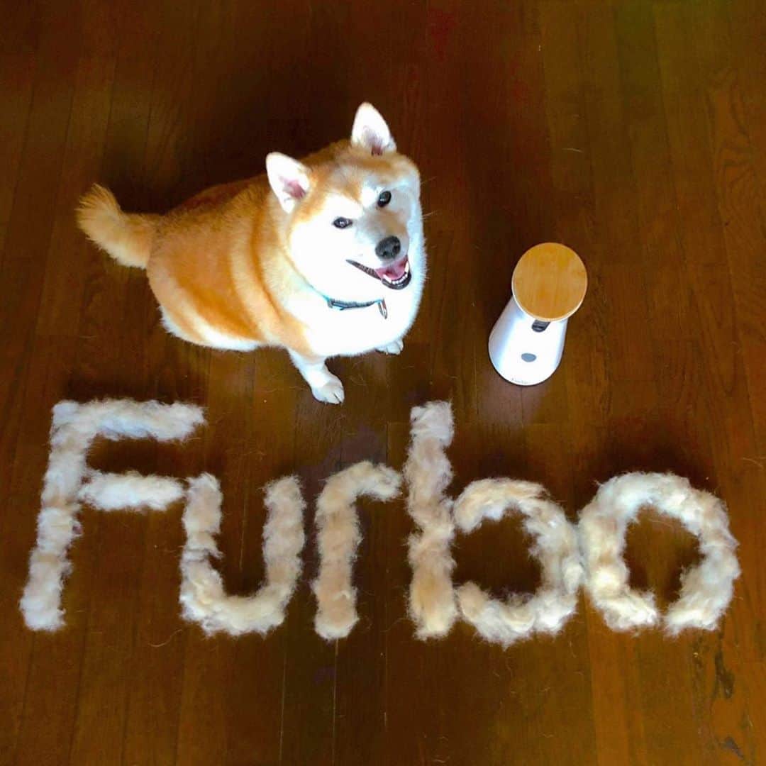 のインスタグラム：「日本初のAIドッグシッター搭載のドッグカメラFurboが我が家にやって来ました‼︎ * * *  Furbo(ファーボ)に出会うまで、ドッグカメラって、ただ外出中に愛犬の様子が覗けて、遠隔でおやつを与える事が出来るくらいだと思っていましたが… *  ドッグシッター新サービス開始で大幅に進化したFurboの機能が凄いんです！ *  Furboドッグシッター機能👇  ①ドギーダイアリー🐶 お留守番していた愛犬の1日のダイジェスト映像を愉快な音楽に合わせてタイムラインラプス形式で自動作成。  ②クラウドレコーディング🐶 愛犬の様子を15秒間の動画で保存、いつでも好きなタイミングで見返せて、ダウンロードや削除も手動で出来る。  実際に、クラウドレコーディングの機能が、留守中の火事、愛犬の突然の発作、そして侵入者を発見‼︎ クラウドレコーディングの動画で愛犬の発作の動画を獣医師に、侵入者の動画を警察に提供し無事解決と言った事例もあったそうです。  ③緊急ホーム通知🐶 火事やガス漏れといった自宅の緊急事態をアラートでお知らせ。  ④スマート通知🐶 Furboが人を検知したとき、愛犬がアクティブである事を検知したときや、愛犬の可愛いセルフィーを記録したときに通知する機能。  ⑤ON/OFFスケジュール機能🐶 愛犬を見守りたい時間を設定すればスケジュールに合わせ、Furboが自動的にON/OFFをスケジューリングさせることが出来る。 * * *  実際に使ってみて本当に目から鱗でした🥺 *  私は通勤している訳ではなく、買い物や用事のある時以外はほとんど岳と一緒なのですが、そんなわずかな外出でも可愛い岳と離れる事に対して後ろ髪を引かれる思いでしたが、今まで自分自身では見られなかった、外出中の岳の留守番する様子が見られて益々愛おしくなりました😌 *  それと、我が家はかなり年季の入った集合住宅‼︎ 真夏の留守番は古いエアコンがいつ壊れるか⁉︎今までは心配で1秒でも早く帰宅せねば💦と思い用事を済ませていましたが、Furboのおかげで買い忘れもなくなりました👍 *  1番びっくりしたのが、スマホとFurboそれぞれがネットに繋がってさえいれば、距離は関係なく利用可能だと言う事‼︎ スマホの方がWi-Fi環境下でなくても、FurboがWi-Fiに繋がっていて、スマホがauやドコモなど、キャリアのネット回線が使えれば、たとえ遠く沖縄から横浜まで約1,530kmの距離があろうと実家の愛犬の様子を伺い知る事が出来るんです🤩 *  私が以前体験したセキュリティカメラは、外出中に留守中の愛犬の様子を見る場合、出先の環境もWi-Fiに繋がっていないと見られなかったので、これにはﾎﾝﾄ感動しました‼︎ *  その上、こちらの声だけでなく高性能マイクロフォンと高感度スピーカーで双方向会話も可能🎙📢 これってすごくないですかぁ〜😍 *  AIって本当にすばらしい~‼️ * * *  ファーボ史上最大ビックセール開催中!! 岳の専用クーポンコード gakuを使うと、セール価格よりさらに1,000円OFFに! 通常価格より10,500円OFFの最安値17,000円でファーボを購入できます♪ プロフィールのURLから確認してくださいね😘  🐾----*----*----*----🐾  Unlike ordinary pet cameras, this dog camera Furbo is optimally designed for your dog with the cooperation of more than 5,000 veterinarians, dog trainers and dog owners‼︎ The wonderful Furbo has finally arrived at Gaku's house🐕 Thanks to this Furbo, you can rest assured while you are away👍 🐾----*----*----*----🐾   @furbo_japan #Furbo #ファーボ #ドッグカメラ #ドッグシッター #PR #柴犬 #岳 #柴犬岳 #柴犬ガク#gaku #shibainugaku #shiba #shibainu #shibastagram #いぬすたぐらむ #dogsofinstagram #catoftheday  #pecoいぬ部 #pecotv #ワンフルエンサー  #Hermoso #weeklyfluff #🐕📷 #dailyfluff #毛文字 #20201016」