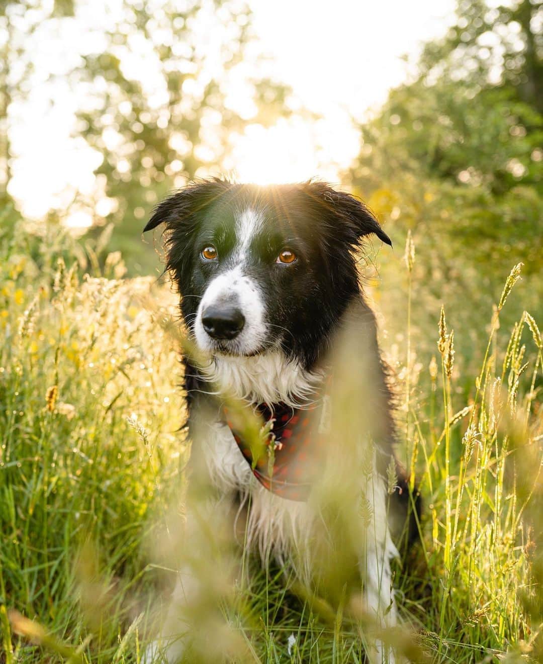 Andrew Knappのインスタグラム：「Ups and downs with this guy, but I’ll take it all exactly as it comes. Sometimes I find him confused in the dark, having a hard time remembering where the door is, other times he’s running along, chasing Boo, having the time of his life. I had some bloodwork done last week after a scary morning, and everything came back normal, which means his latest senior moments are a result of cognitive decline. Pardon my French, but fuck, this is hard to swallow. All I know for sure is that I’ll take every single moment I can, wether he’s hopping along with Boo, or wether I have to carry him through the dark.」