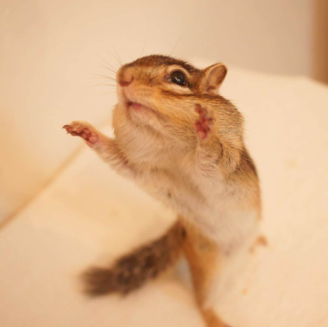 ビッケ & トッドさんのインスタグラム写真 - (ビッケ & トッドInstagram)「#Tod HUG ME!!!  #chipmunk #シマリス #リス」10月16日 8時58分 - bikke_the_chip