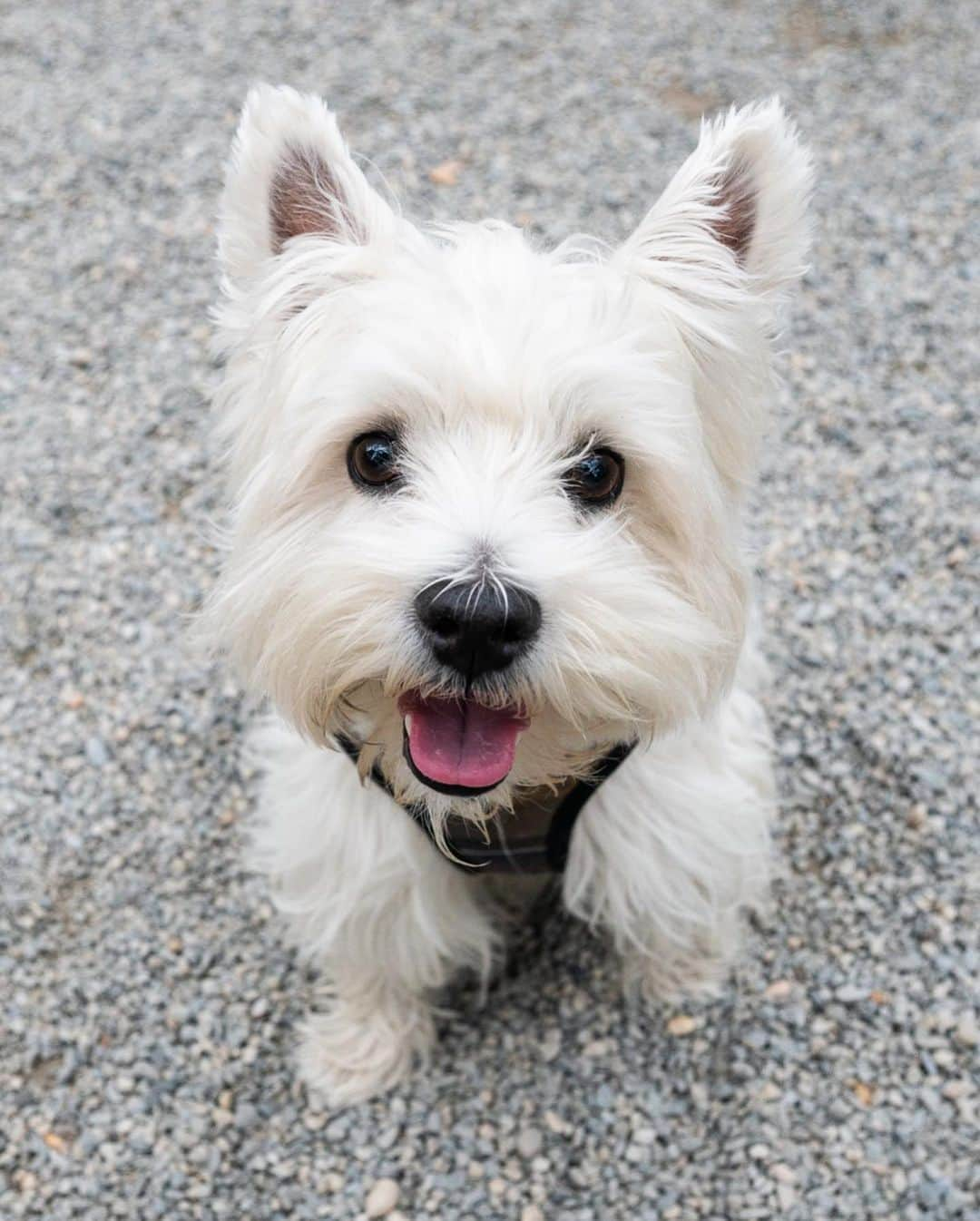 The Dogistさんのインスタグラム写真 - (The DogistInstagram)「Fino, West Highland White Terrier (4 y/o), Madison Square Park, New York, NY • “He once tried to escape  but got lodged on top of the pet fence. He also likes biking with us.”」10月16日 9時08分 - thedogist