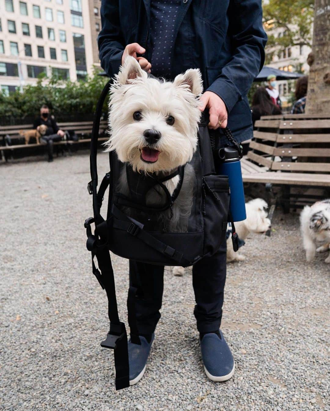 The Dogistさんのインスタグラム写真 - (The DogistInstagram)「Fino, West Highland White Terrier (4 y/o), Madison Square Park, New York, NY • “He once tried to escape  but got lodged on top of the pet fence. He also likes biking with us.”」10月16日 9時08分 - thedogist