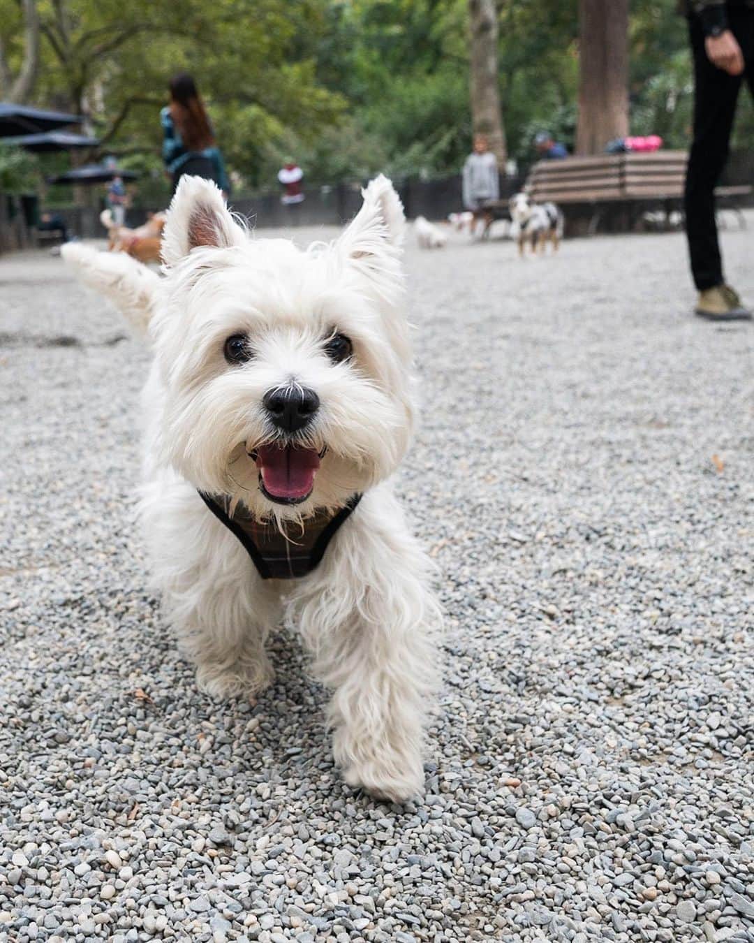 The Dogistさんのインスタグラム写真 - (The DogistInstagram)「Fino, West Highland White Terrier (4 y/o), Madison Square Park, New York, NY • “He once tried to escape  but got lodged on top of the pet fence. He also likes biking with us.”」10月16日 9時08分 - thedogist