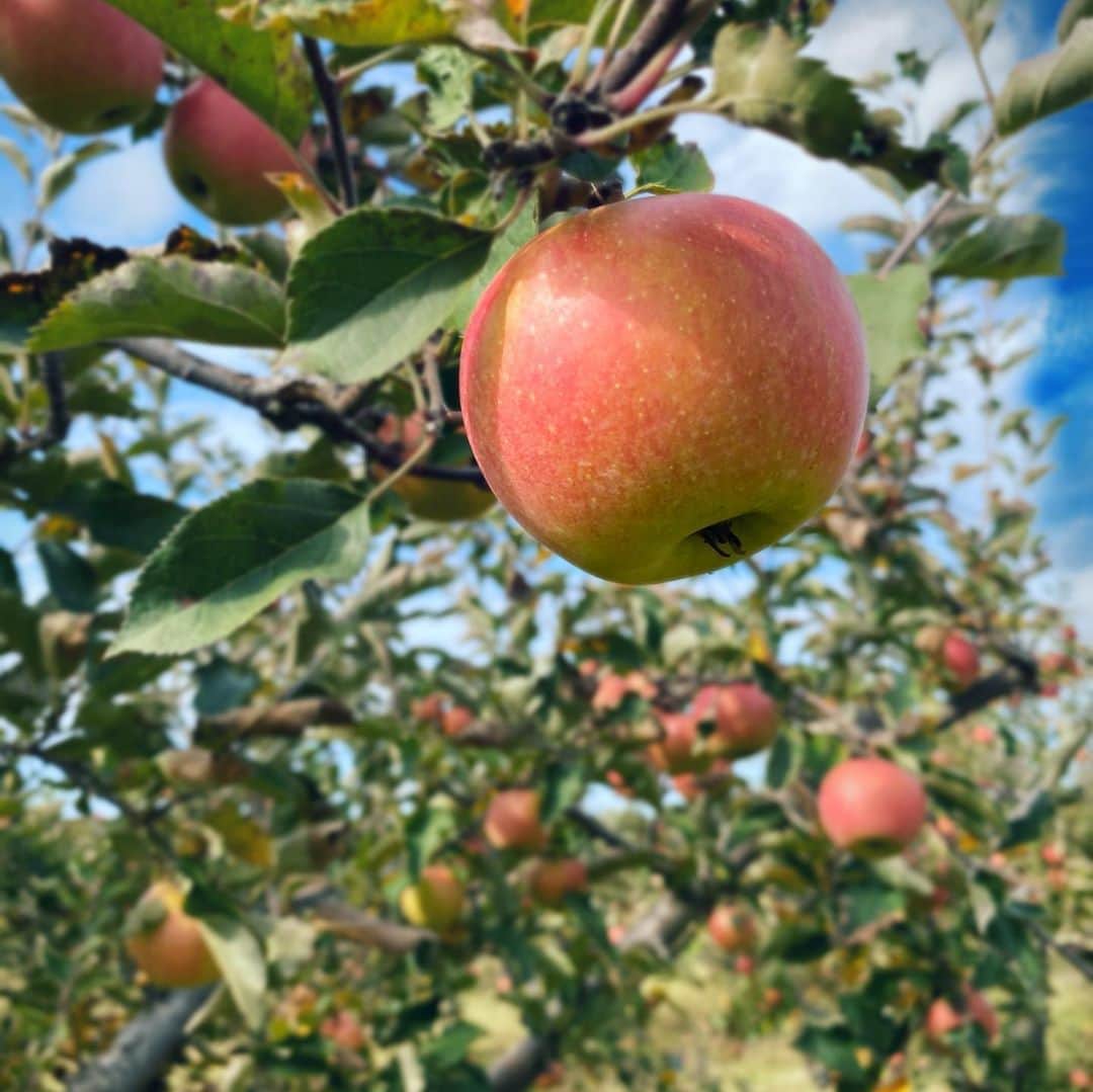 ラファエル・スバージさんのインスタグラム写真 - (ラファエル・スバージInstagram)「Picking apples with the apple of my eye.  @jennadeangeles」10月16日 9時02分 - raphaelsbarge