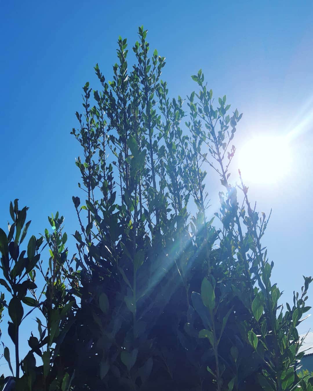 TOKIEさんのインスタグラム写真 - (TOKIEInstagram)「庭にあるベイリーフの木。 今年は立派な葉っぱがいっぱいなのでご希望の友人方はご一報を☺️」10月16日 9時50分 - tokieofficial1