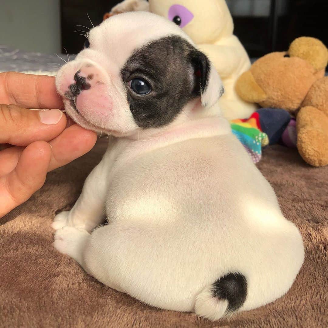 のインスタグラム：「Little Nugget ♥️😍 #frenchie #frenchies1  #frenchbulldog #cutepuppy #puppy #bulldog #bulldogfrances」