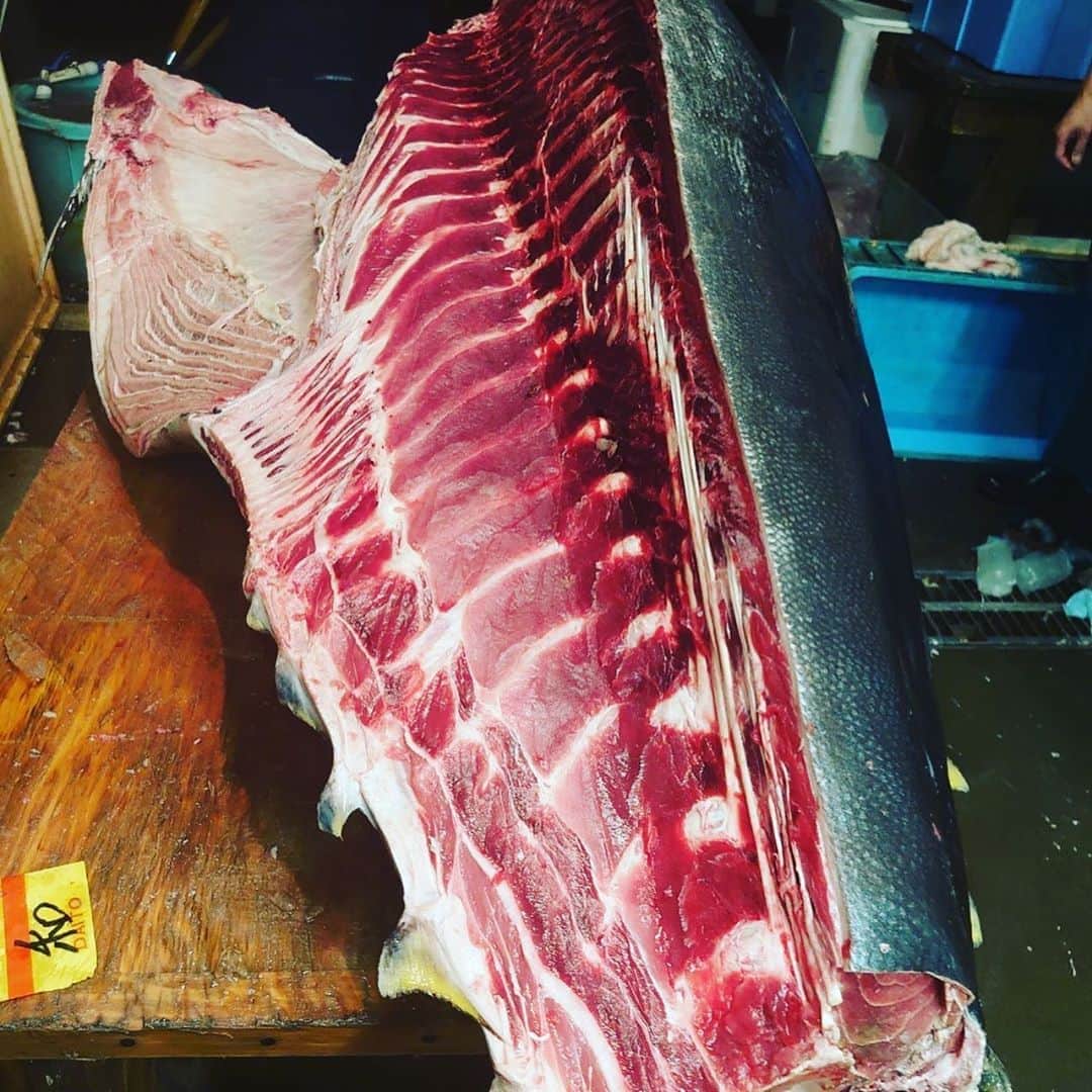 魚金さんのインスタグラム写真 - (魚金Instagram)「北の海よりサンマ届きました！全店に本日も入荷していますので是非！ 北海道産の白魚も透き通りキラキラしていますサイズもよく苦味無くて旨い！和食のお店20店舗程ですが本日は熱々のお出しのきいた玉子とじでご提供致します。 本日青森尻労定置の天然マグロ360キロの大物を入れさせていただきました！中骨だけでも僕の身長より長い〜笑いが止まらない圧巻の大きさです。大きい分力もあり色も綺麗でした。是非魚金でマグロを堪能して頂きたいです！  天気もぐずついていますが金曜日の夜は是非とも魚金で旨い物食べて下さい  仕入部　片之坂 #まぐろ#新橋#玉子#居酒屋#銀座#京橋#マグロ#海鮮丼#刺身#吉祥寺#オイスター#さんま#ビール#ひやおろし#刺身盛り合わせ#宝石#渋谷#魚好きと繋がりたい #レモンサワー#台風#神楽坂#横浜グルメ#飲酒タグラム#たまご#日本酒好きな人と繋がりたい #クラフトビール#お寿司#おでん#yummy」10月16日 9時57分 - uokin_koho