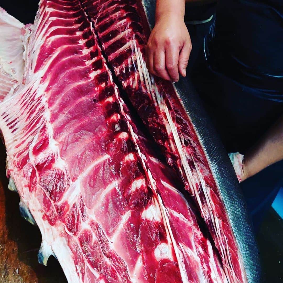魚金さんのインスタグラム写真 - (魚金Instagram)「北の海よりサンマ届きました！全店に本日も入荷していますので是非！ 北海道産の白魚も透き通りキラキラしていますサイズもよく苦味無くて旨い！和食のお店20店舗程ですが本日は熱々のお出しのきいた玉子とじでご提供致します。 本日青森尻労定置の天然マグロ360キロの大物を入れさせていただきました！中骨だけでも僕の身長より長い〜笑いが止まらない圧巻の大きさです。大きい分力もあり色も綺麗でした。是非魚金でマグロを堪能して頂きたいです！  天気もぐずついていますが金曜日の夜は是非とも魚金で旨い物食べて下さい  仕入部　片之坂 #まぐろ#新橋#玉子#居酒屋#銀座#京橋#マグロ#海鮮丼#刺身#吉祥寺#オイスター#さんま#ビール#ひやおろし#刺身盛り合わせ#宝石#渋谷#魚好きと繋がりたい #レモンサワー#台風#神楽坂#横浜グルメ#飲酒タグラム#たまご#日本酒好きな人と繋がりたい #クラフトビール#お寿司#おでん#yummy」10月16日 9時57分 - uokin_koho