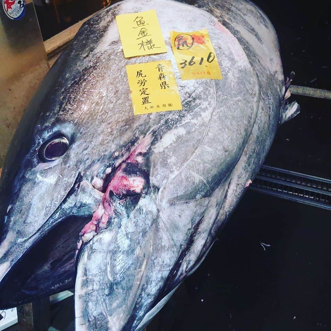 魚金さんのインスタグラム写真 - (魚金Instagram)「北の海よりサンマ届きました！全店に本日も入荷していますので是非！ 北海道産の白魚も透き通りキラキラしていますサイズもよく苦味無くて旨い！和食のお店20店舗程ですが本日は熱々のお出しのきいた玉子とじでご提供致します。 本日青森尻労定置の天然マグロ360キロの大物を入れさせていただきました！中骨だけでも僕の身長より長い〜笑いが止まらない圧巻の大きさです。大きい分力もあり色も綺麗でした。是非魚金でマグロを堪能して頂きたいです！  天気もぐずついていますが金曜日の夜は是非とも魚金で旨い物食べて下さい  仕入部　片之坂 #まぐろ#新橋#玉子#居酒屋#銀座#京橋#マグロ#海鮮丼#刺身#吉祥寺#オイスター#さんま#ビール#ひやおろし#刺身盛り合わせ#宝石#渋谷#魚好きと繋がりたい #レモンサワー#台風#神楽坂#横浜グルメ#飲酒タグラム#たまご#日本酒好きな人と繋がりたい #クラフトビール#お寿司#おでん#yummy」10月16日 9時57分 - uokin_koho