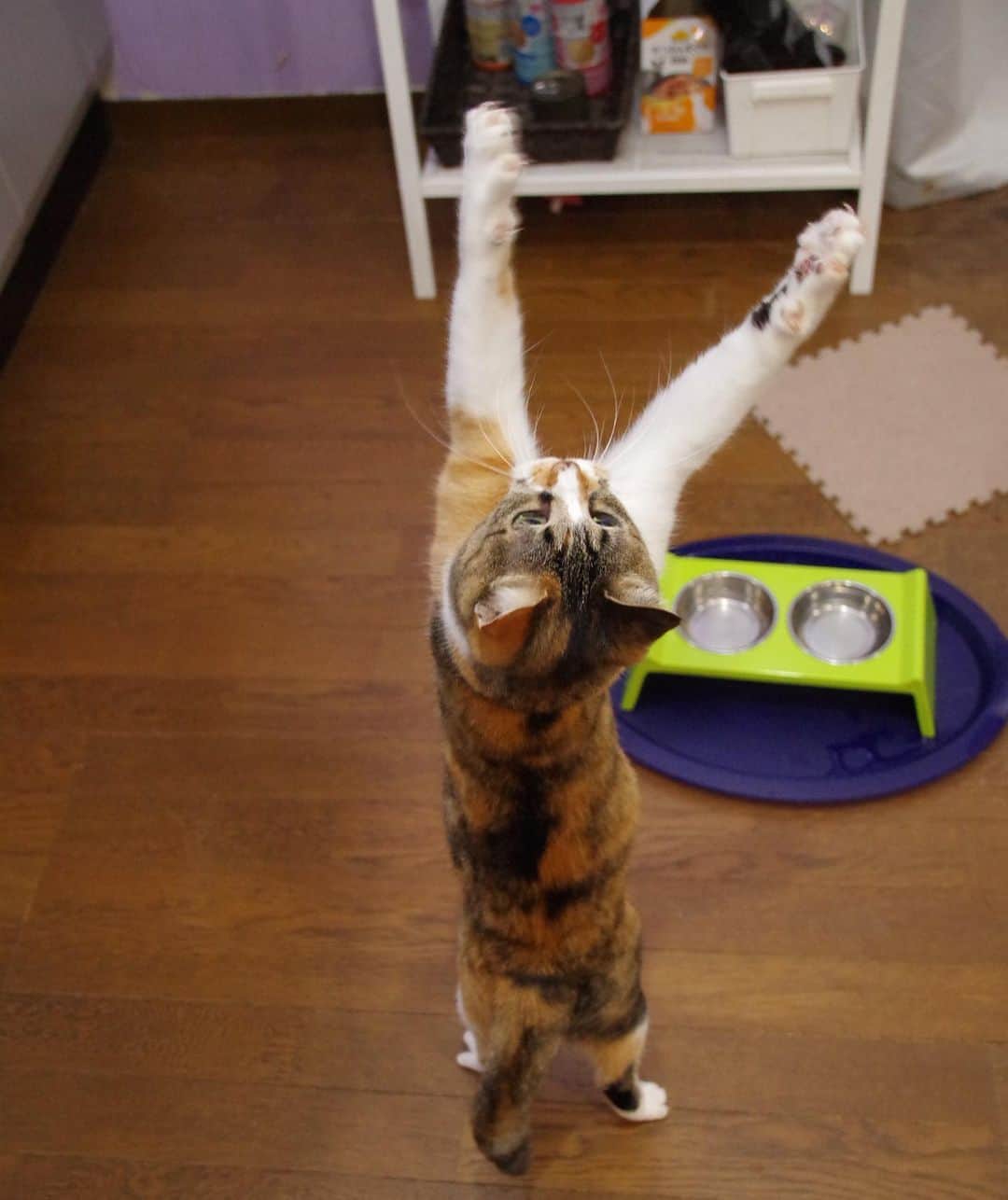 Kachimo Yoshimatsuさんのインスタグラム写真 - (Kachimo YoshimatsuInstagram)「遊んだ！ Playing! #うちの猫ら #castella #猫 #ねこ #cat #ネコ #catstagram #ネコ部 http://kachimo.exblog.jp」10月16日 10時10分 - kachimo
