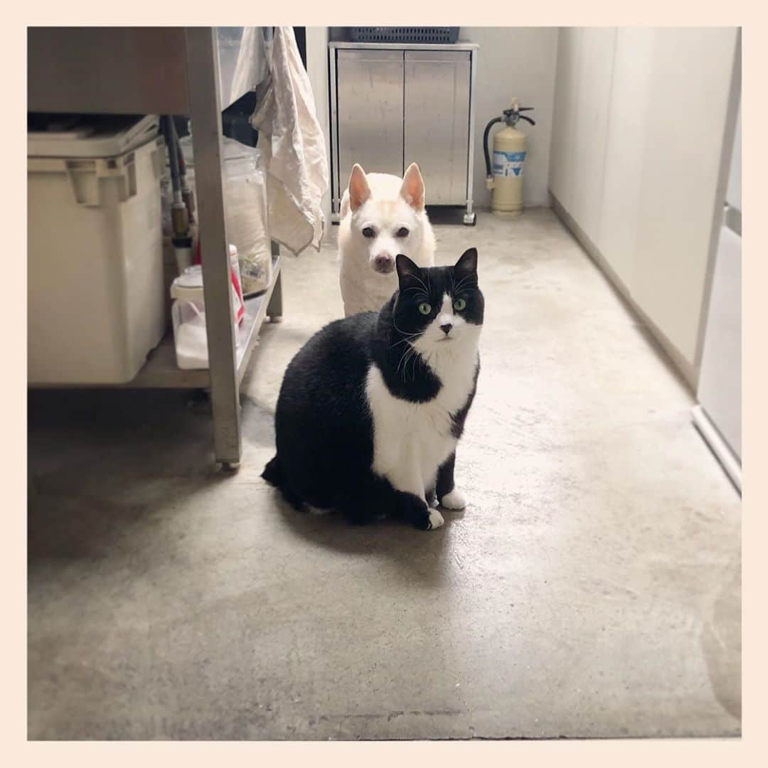 パンといっぴきのインスタグラム：「#元保護犬 #雑種犬 #犬と猫 #元保護猫 #白黒猫 #ハチワレ #blackandwhitecat #crossbreed #tuxedocat #mixdog #catanddog #キップル14歳」