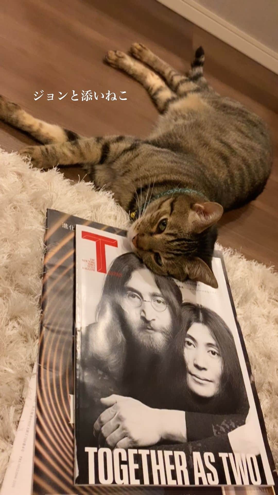 のインスタグラム：「横みたらジョンと添い寝をしてたうちの猫🐈  #ジョンレノン #ジョンレノンとオノヨーコ  #猫  #えん  #jhonlennon  #cat #catstagram  #thenewyorkstylemagazine」
