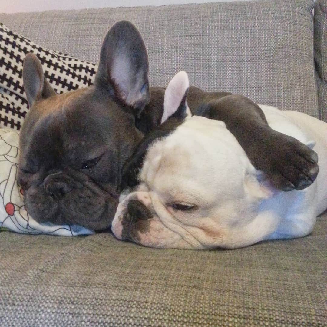 Manny The Frenchieのインスタグラム：「Throwback to Frank forcing me to cuddle. Ok, it's not so bad I guess. 😏 @frank_the_funnyfrenchie #tbt」