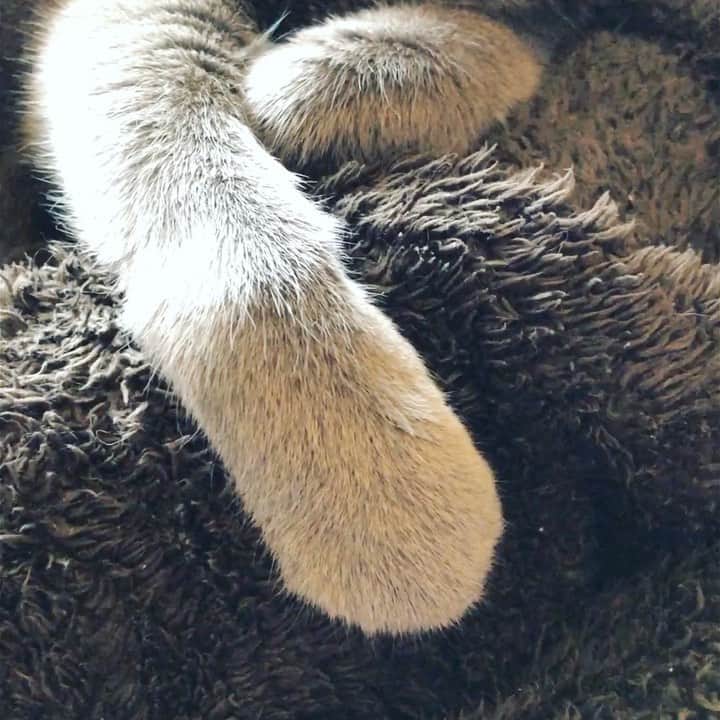 のインスタグラム：「本日のこてつ👽✨🐾 . #kotetsu #手が可愛い . #catvideo #猫動画  #cat #russianblue #猫 #ねこ #ロシアンブルー #chat  #gato #greycat  #greeneyes #emeraldeyes #ふわもこ部 #にゃんすたぐらむ  #みんねこ  #INSTACAT_MEOWS #catstocker #meowsandwoofs #excellent_cats #meowvswoof  #TopCatPhoto  #cutepetclub #IgAnimal_Snaps #cat_features #bestmeow #petoftoday」