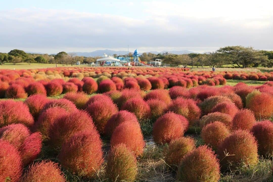 Birthplace of TONKOTSU Ramen "Birthplace of Tonkotsu ramen" Fukuoka, JAPANのインスタグラム：「At the “Uminaka Flower Festival” at Uminonakamichi Seaside Park, held from September to November every year, the highlights are the cosmos and 20,000 Kokia flower fields which take up a total of 1,500㎡. Lots of events are held during the festival period, including "Hana no Oka"(Flower Hill) where seasonal flowers can be enjoyed, so it is packed with tourists from inside and outside the prefecture!  #fukuoka_tonkotsu #ilovefukuoka #fukuokalover #fukuoka #fukuokapics #fukuoka_cameraclub #fukuokatrip #fukuokajapan #fukuokatravel #cosmos #cosmosflowers #kokia #fukuoka_funtravel」