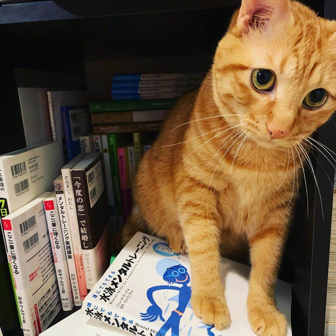 田中ウルヴェ京さんのインスタグラム写真 - (田中ウルヴェ京Instagram)「今朝は名古屋行く前に博士研究の早朝オンラインミーティングがありました。  最近書斎にこもりっきりの私にご不満。  横で、私の本だけが入ってる本棚からことごとく本を出しまくり中に入ろうとする。 1)はー、ちょっと食事まだじゃーん、イタズラするよー 2)え？これは大事な本？ 3)申し訳ない顔をしておく。 #ネコ #猫と本棚」10月16日 11時15分 - miyako.tanaka.oulevey