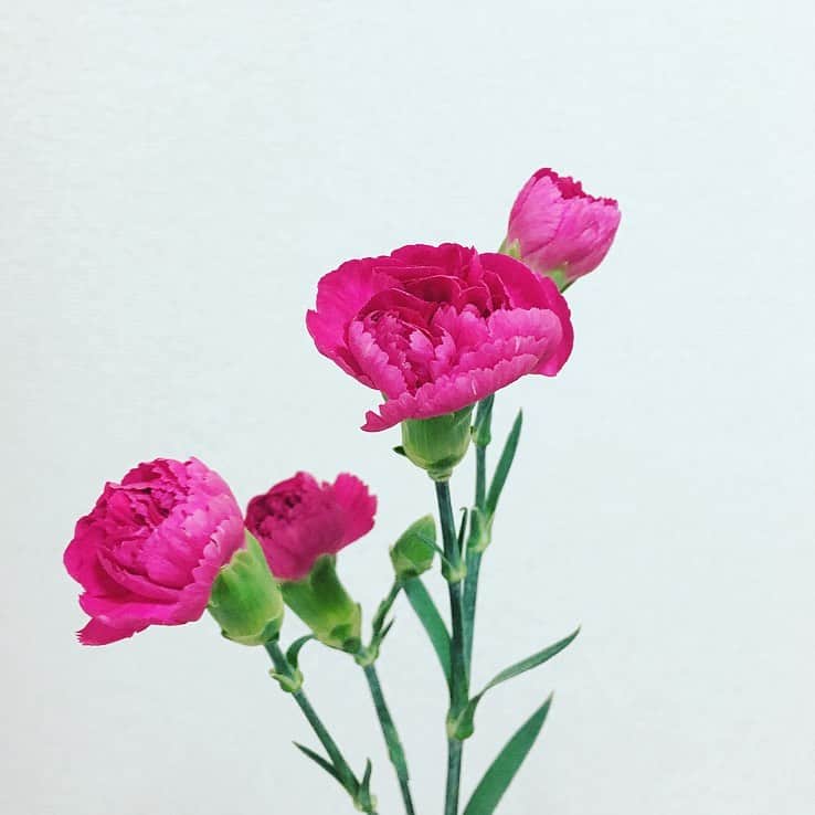 平野由実さんのインスタグラム写真 - (平野由実Instagram)「#🌼 #花 可愛い花が咲きました。」10月16日 11時23分 - yumi_hiranoo