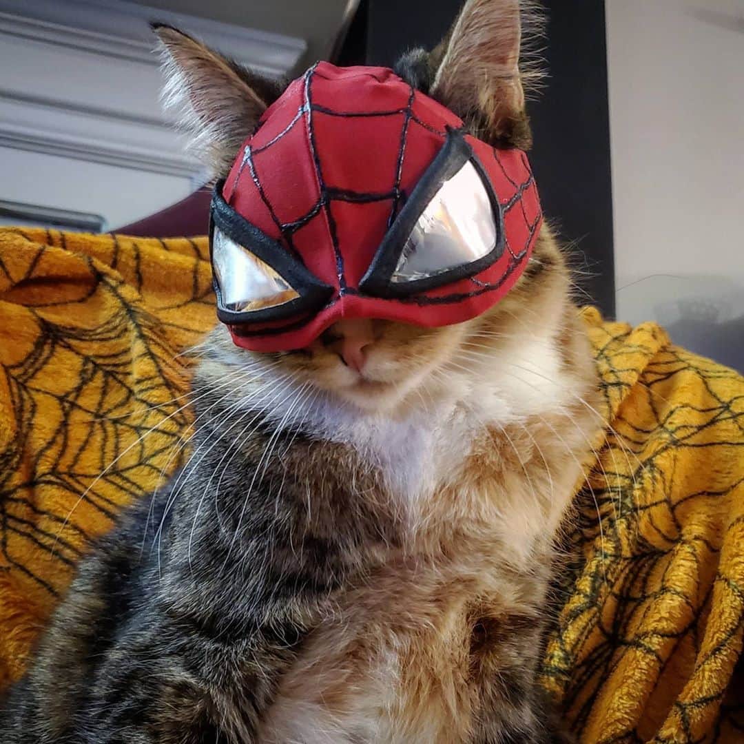 猫コスプレさんのインスタグラム写真 - (猫コスプレInstagram)「Spider-Man the Cat... we're really feline the name @insomniacgames .😸  #SpiderMan #MilesMorales . . . . . . . . #spidermanmilesmorales #spidermanthecat #spidermancosplay #catcosplay #cosplay #cosplayer #cat #catcostume #catsinclothes #catsofinstagram #catstagram #petclothes #PetCostume #halloween #halloweenseason #insomniacgames」10月16日 11時25分 - cat_cosplay