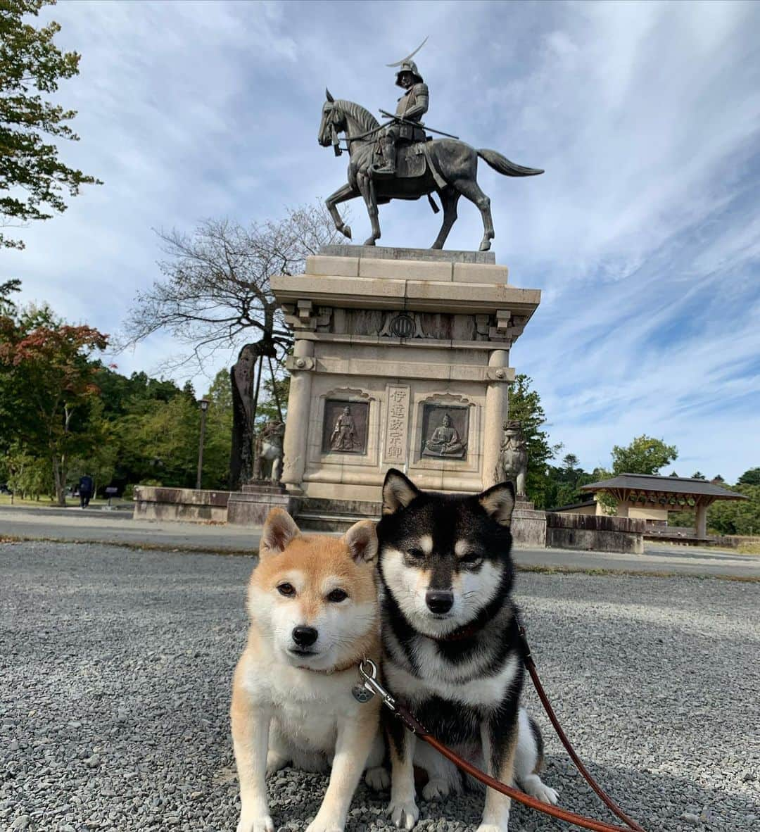 豆柴なつ&ふゆさんのインスタグラム写真 - (豆柴なつ&ふゆInstagram)「We go to Miyagi😆🌟 宮城県にきました😆🌟 瑞鳳殿と伊達政宗像と松島、お宿はまるつべ温泉かみくら😊💕  #旅行 #travel #宮城 #松島 #瑞鳳殿 #伊達政宗　#miyagi  #trip#シバフル #わんダフォ #shibamania  #柴犬ライフ#pecoいぬ部 #shiba_snap  #instashiba#cutedogs  #柴犬#shiba #shibainu #shibastagram #いぬすたぐらむ #pecoいぬ部 #犬バカ部 #shibainumag_feature #instafollow #dogoftheday  #🐕📷 #theshibasociety  #柴#proudshibas  #柴犬マニア」10月16日 20時52分 - mameshiba.natsuinu56