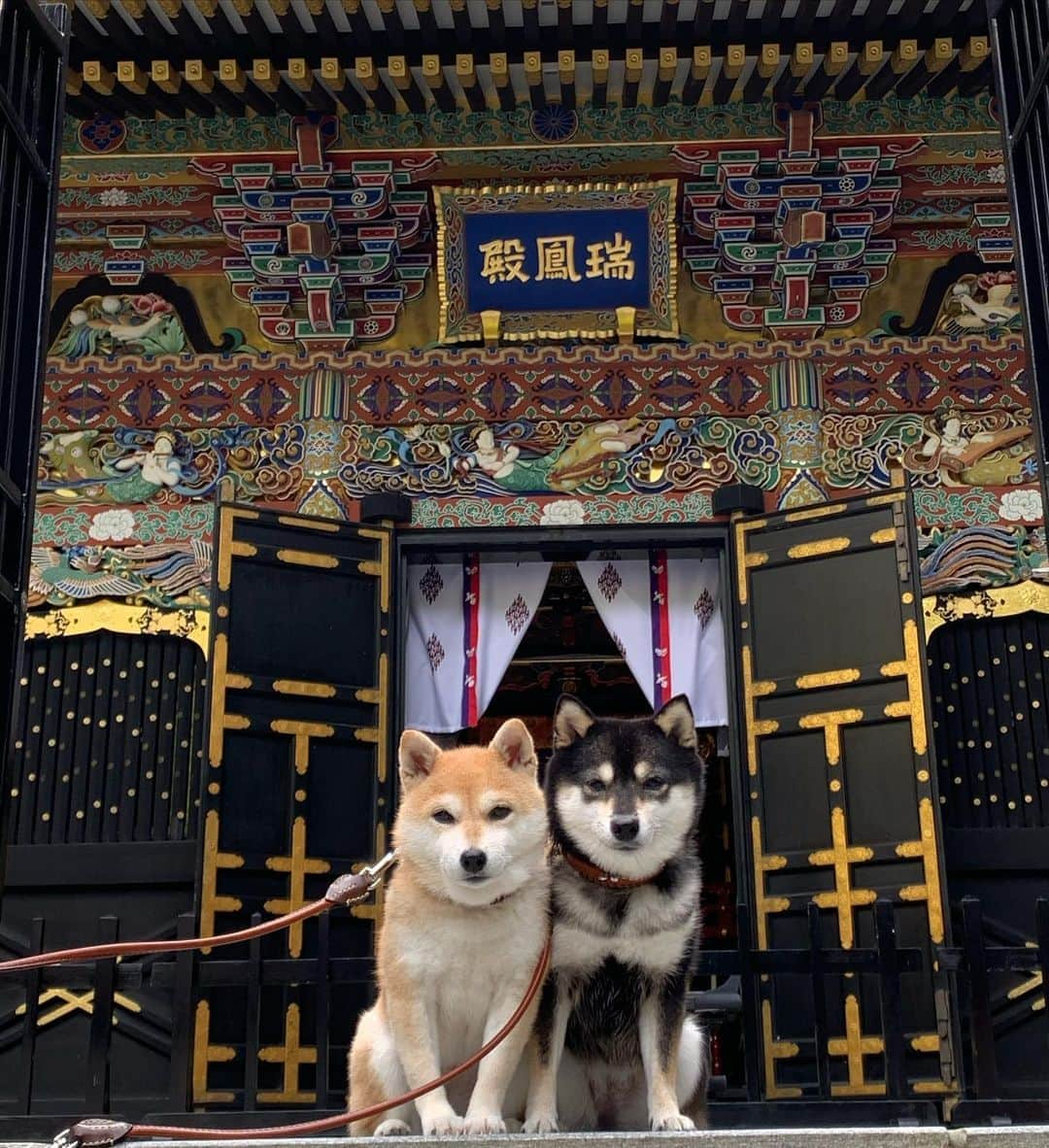 豆柴なつ&ふゆさんのインスタグラム写真 - (豆柴なつ&ふゆInstagram)「We go to Miyagi😆🌟 宮城県にきました😆🌟 瑞鳳殿と伊達政宗像と松島、お宿はまるつべ温泉かみくら😊💕  #旅行 #travel #宮城 #松島 #瑞鳳殿 #伊達政宗　#miyagi  #trip#シバフル #わんダフォ #shibamania  #柴犬ライフ#pecoいぬ部 #shiba_snap  #instashiba#cutedogs  #柴犬#shiba #shibainu #shibastagram #いぬすたぐらむ #pecoいぬ部 #犬バカ部 #shibainumag_feature #instafollow #dogoftheday  #🐕📷 #theshibasociety  #柴#proudshibas  #柴犬マニア」10月16日 20時52分 - mameshiba.natsuinu56