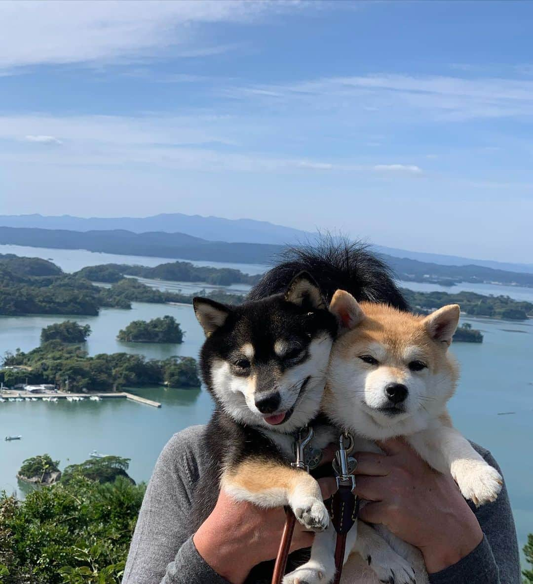 豆柴なつ&ふゆさんのインスタグラム写真 - (豆柴なつ&ふゆInstagram)「We go to Miyagi😆🌟 宮城県にきました😆🌟 瑞鳳殿と伊達政宗像と松島、お宿はまるつべ温泉かみくら😊💕  #旅行 #travel #宮城 #松島 #瑞鳳殿 #伊達政宗　#miyagi  #trip#シバフル #わんダフォ #shibamania  #柴犬ライフ#pecoいぬ部 #shiba_snap  #instashiba#cutedogs  #柴犬#shiba #shibainu #shibastagram #いぬすたぐらむ #pecoいぬ部 #犬バカ部 #shibainumag_feature #instafollow #dogoftheday  #🐕📷 #theshibasociety  #柴#proudshibas  #柴犬マニア」10月16日 20時52分 - mameshiba.natsuinu56