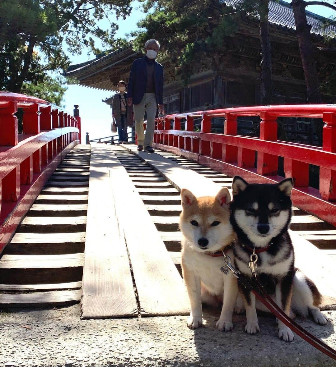 豆柴なつ&ふゆさんのインスタグラム写真 - (豆柴なつ&ふゆInstagram)「We go to Miyagi😆🌟 宮城県にきました😆🌟 瑞鳳殿と伊達政宗像と松島、お宿はまるつべ温泉かみくら😊💕  #旅行 #travel #宮城 #松島 #瑞鳳殿 #伊達政宗　#miyagi  #trip#シバフル #わんダフォ #shibamania  #柴犬ライフ#pecoいぬ部 #shiba_snap  #instashiba#cutedogs  #柴犬#shiba #shibainu #shibastagram #いぬすたぐらむ #pecoいぬ部 #犬バカ部 #shibainumag_feature #instafollow #dogoftheday  #🐕📷 #theshibasociety  #柴#proudshibas  #柴犬マニア」10月16日 20時52分 - mameshiba.natsuinu56