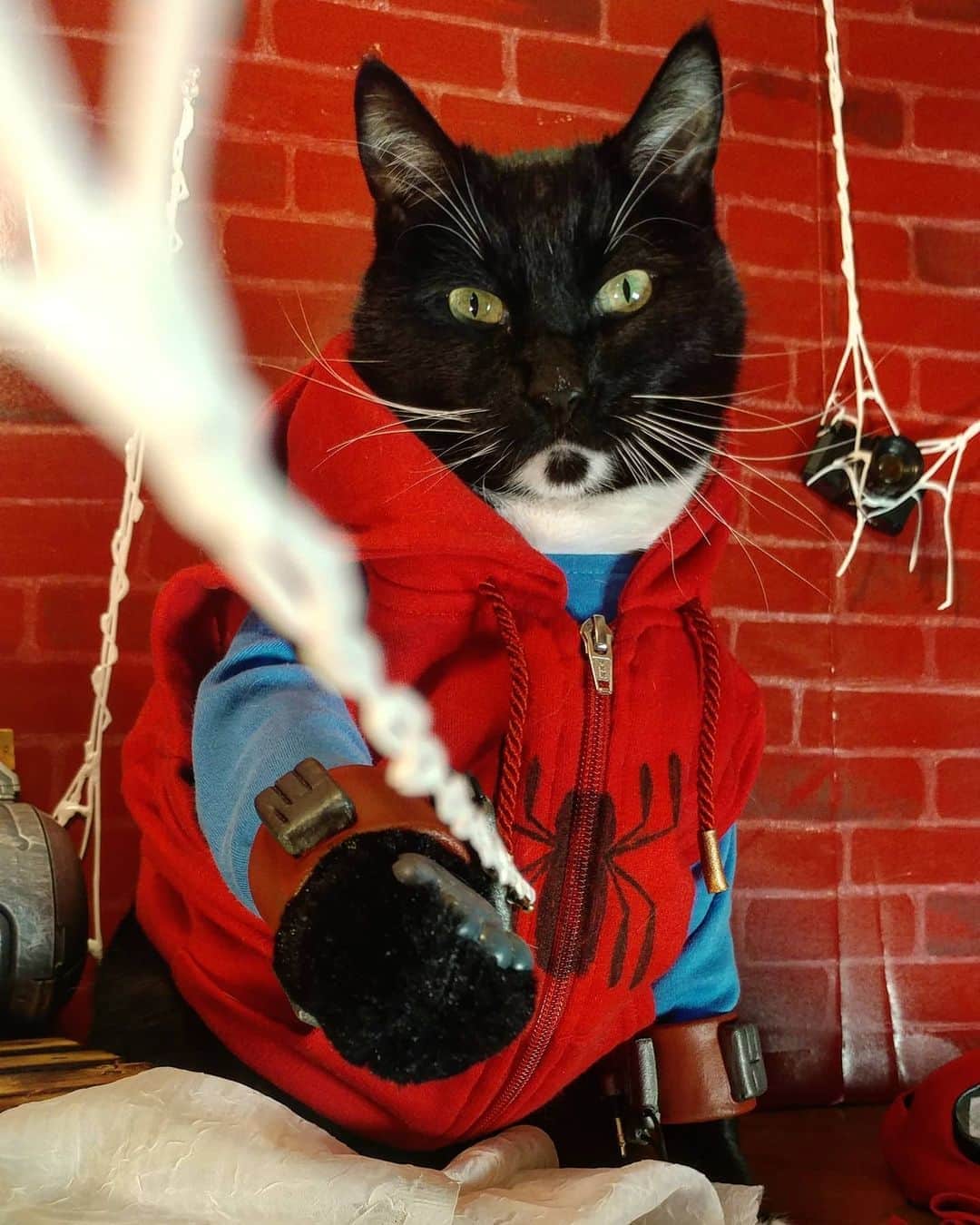 猫コスプレさんのインスタグラム写真 - (猫コスプレInstagram)「A few more costumes and we could do our own Into the Spider-Cat-Verse.  #SpiderMan #PetcoSceneContest2020  @petco  . . . . . . . . #spidercat #catcosplay #cosplay #cosplayer #cat #catcostume #catsinclothes #catsofinstagram #catstagram #petclothes #PetCostume #halloween #halloweenseason #halloweenideas #mcu #mcucosplay #marvelcosplay #marvel #spidermanhomecoming #spidermancosplay #spidermanthecat」10月16日 21時14分 - cat_cosplay