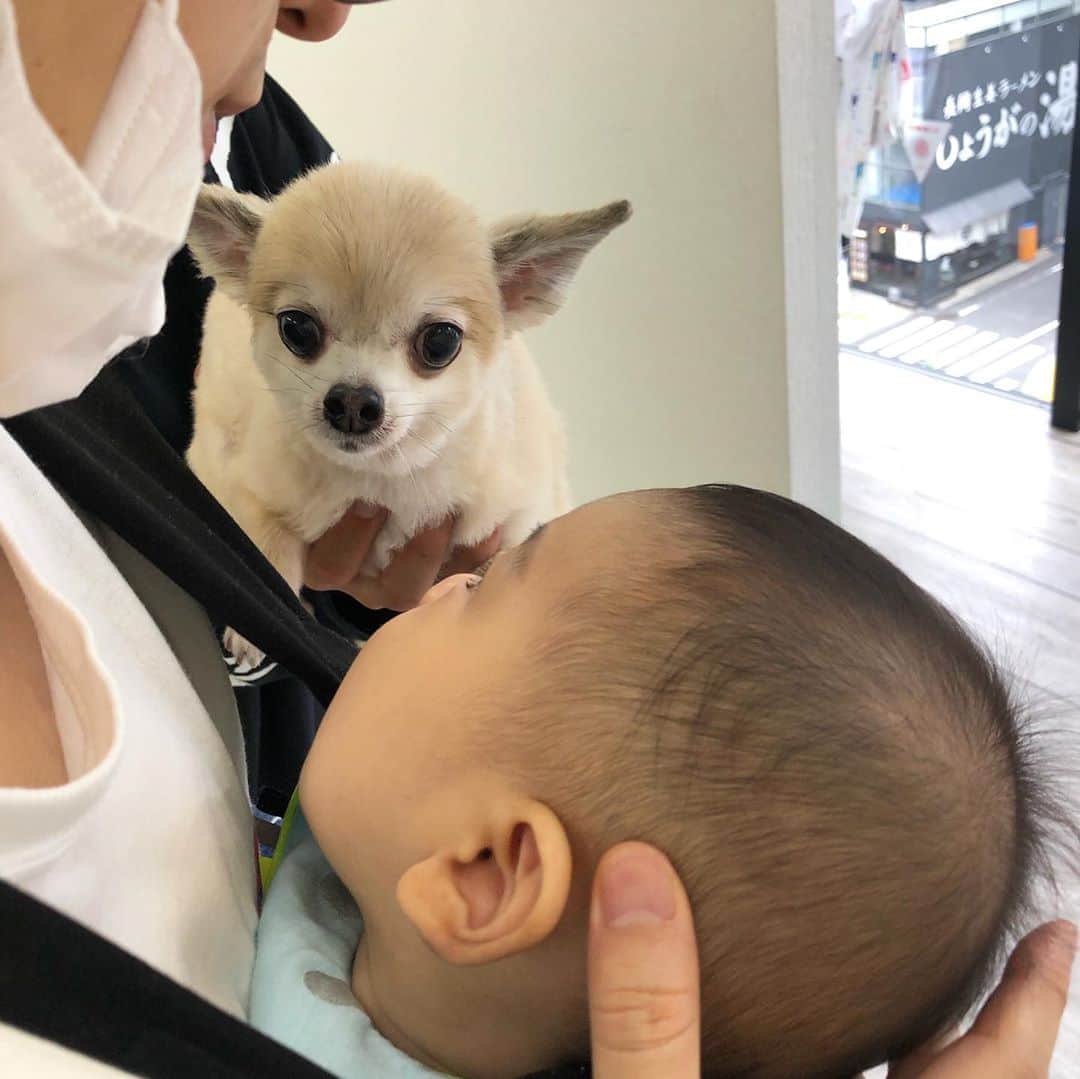 馬渕史香さんのインスタグラム写真 - (馬渕史香Instagram)「未知との遭遇🛸  先日、ポルカ店長代理にごあいさつしてきました  見つめ合う🐶と🦕  #STINGRAY  #あしざわ家 #赤ちゃんのいる生活  #ずぼら主婦  #ゼクシィbabyママ隊  #令和2年生まれ #5月生まれ #男の子ベビー #令和ベビー #babyboy #2020baby  #ゼクシィbaby #ベビーグラム #ベビフル #コズレ #ままのて   ＠weleda_japan #ヴェレダ #ヴェレダベビー #ヴェレダベビーアンバサダー #ヴェレダファンプログラム」10月16日 21時11分 - fumika0902