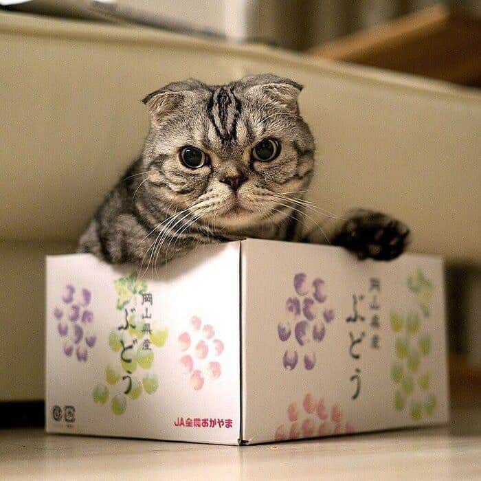Shishi-maruさんのインスタグラム写真 - (Shishi-maruInstagram)「🐱ねこのきもちWEBMAGAZINE にて、猫エッセイが更新されました。今回は「テーブルに登るししまるにダメを伝えるため猫にならってみた話」です。お楽しみ下さい。  【渋ネコししまるさん】#69 ｜ねこのきもちWEB MAGAZINE  https://cat.benesse.ne.jp/lovecat/content/?id=69688  🐱My essay about Shishi-maru is serialized in a weekly magazine:) ーーーーーーーーーーーーー 🌺「渋ネコ ししまるさん」ねこのきもちWEB MAGAZINE にて毎週金曜日エッセイの連載中 ーーーーーーーーーーー 📕「ぷっちねこ。」「3匹のちいさな猫を召喚できたなら」「ちいさな猫を召喚できたなら」徳間書店より単行本発売中 ーーーーーーーーーーー ⭐︎ねこ漫画→@tacos_cat 🌺Twitter →@taco_emonemon ーーーーーーーーーーー」10月16日 21時19分 - emonemon