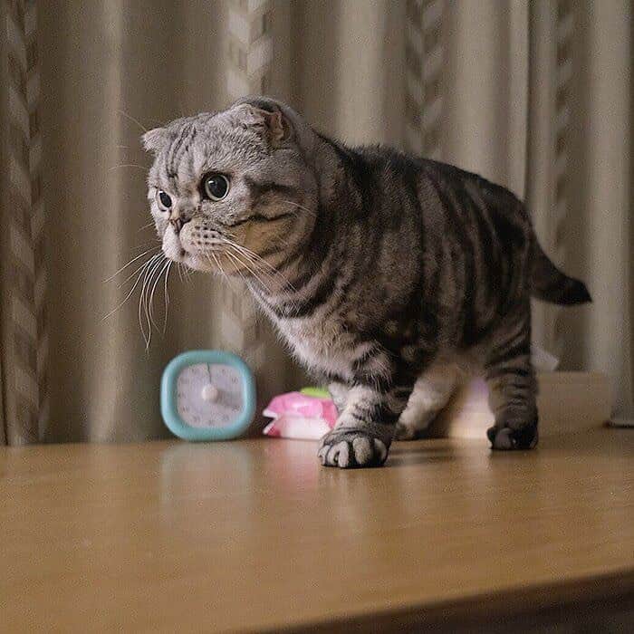 Shishi-maruのインスタグラム：「🐱ねこのきもちWEBMAGAZINE にて、猫エッセイが更新されました。今回は「テーブルに登るししまるにダメを伝えるため猫にならってみた話」です。お楽しみ下さい。  【渋ネコししまるさん】#69 ｜ねこのきもちWEB MAGAZINE  https://cat.benesse.ne.jp/lovecat/content/?id=69688  🐱My essay about Shishi-maru is serialized in a weekly magazine:) ーーーーーーーーーーーーー 🌺「渋ネコ ししまるさん」ねこのきもちWEB MAGAZINE にて毎週金曜日エッセイの連載中 ーーーーーーーーーーー 📕「ぷっちねこ。」「3匹のちいさな猫を召喚できたなら」「ちいさな猫を召喚できたなら」徳間書店より単行本発売中 ーーーーーーーーーーー ⭐︎ねこ漫画→@tacos_cat 🌺Twitter →@taco_emonemon ーーーーーーーーーーー」