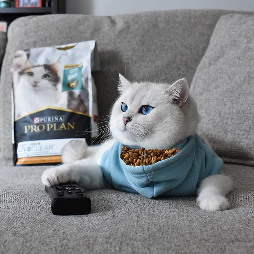 コビーさんのインスタグラム写真 - (コビーInstagram)「Introducing the kibble hoody—feline-kind’s greatest invention. Especially when it’s filled with Purina @ProPlan LiveClear, the only cat food shown to reduce allergens in my dander, so my humans can live easy, too. @ProPlanCat #ad #ProPlanPartner」10月16日 21時19分 - cobythecat