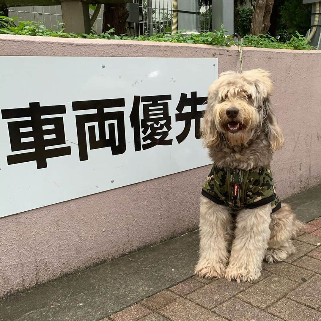 一三さんのインスタグラム写真 - (一三Instagram)「うちの近所で何か撮影してたので，野次馬として見に行くと，突如，一三さんと呼びかけらる⁉️  2月に撮影した，とある作品のスタッフの可愛い女の子。  2日しか会ってない上，マスクしてるのに，良く顔と名前を覚えていたなと感心する。  フルチンじゃなくて良かった。  その作品は，4月公開予定でしたが，自粛期間に入って公開延期になり，未だ公開時期未定ですと…  それはさて置き，デートに誘えば良かったです思ったのも後の祭り…  仕方ないので，通りすがりのスーパーの駐車場入り口の前に居た，今日の可愛い子ちゃんに癒されようと近付くと，吠えられた…  #今日の可愛い子ちゃん #犬 #イヌ #いぬすたぐらむ #dog # #車両優先」10月16日 21時36分 - ichizou.co.jp