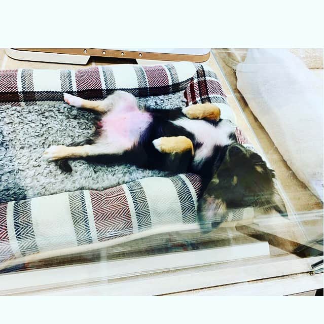 七瀬遥のインスタグラム：「何者にもならなくていいんだよ ただ　ありのままの自分で いればいいだけ😆 全て愛だから💖  可愛すぎる😍🐕‍🦺💕  #可愛い#仔犬#癒し#cute#friend#girls#good#happy#beautiful#happiness#smile#tokyo#japan」