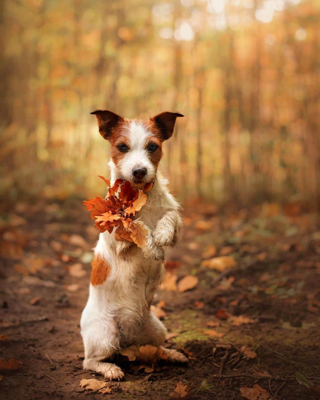 CANON USAさんのインスタグラム写真 - (CANON USAInstagram)「#CaptionThis! We're falling in love with this pup, share a caption for this image in the comments below. 🐶🍁  📸 #Canon EOS 5D Mark IV Lens: EF 50mm f/1.4 USM」10月16日 21時59分 - canonusa
