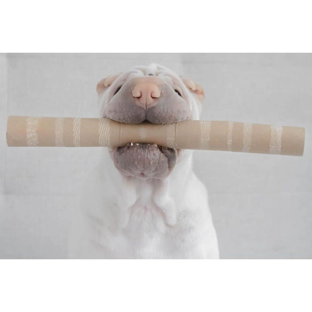 annie&pADdinGtoNさんのインスタグラム写真 - (annie&pADdinGtoNInstagram)「Some collect stamps and others collect toilet rolls so their dog can play gladiators 🧻 🤷🏼‍♀️ #bullinachinashop #whydoidothesethings #lookout #lambington #play #love #sharpei #sharpeisofinstagram #sharpeioftheworld #dog #dogs #dogsofinstagram #doglife #dogoftheday #instagood #instadaily #weeklyfluff #wrinkles #squishyfacecrew #gladiator #toiletrolls #iloveyou」10月16日 13時30分 - anniepaddington