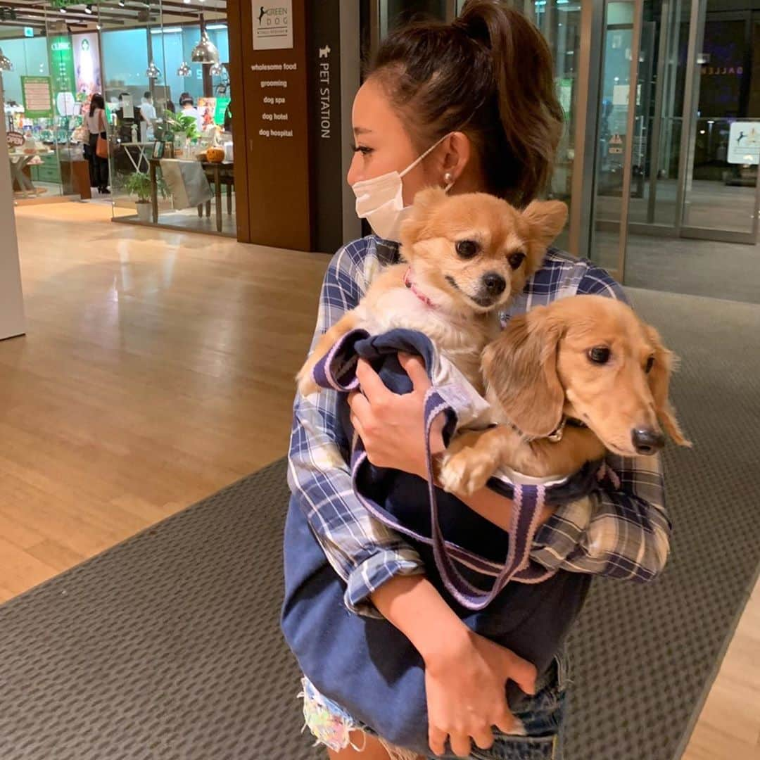 MomoseRyoko さんのインスタグラム写真 - (MomoseRyoko Instagram)「#六本木ミッドタウン  #犬はカゴに入れるらしい カゴないからエコバックに入れた！笑笑 #ミニチュアダックス #パピチワ  #8歳」10月16日 14時02分 - ryokomomose